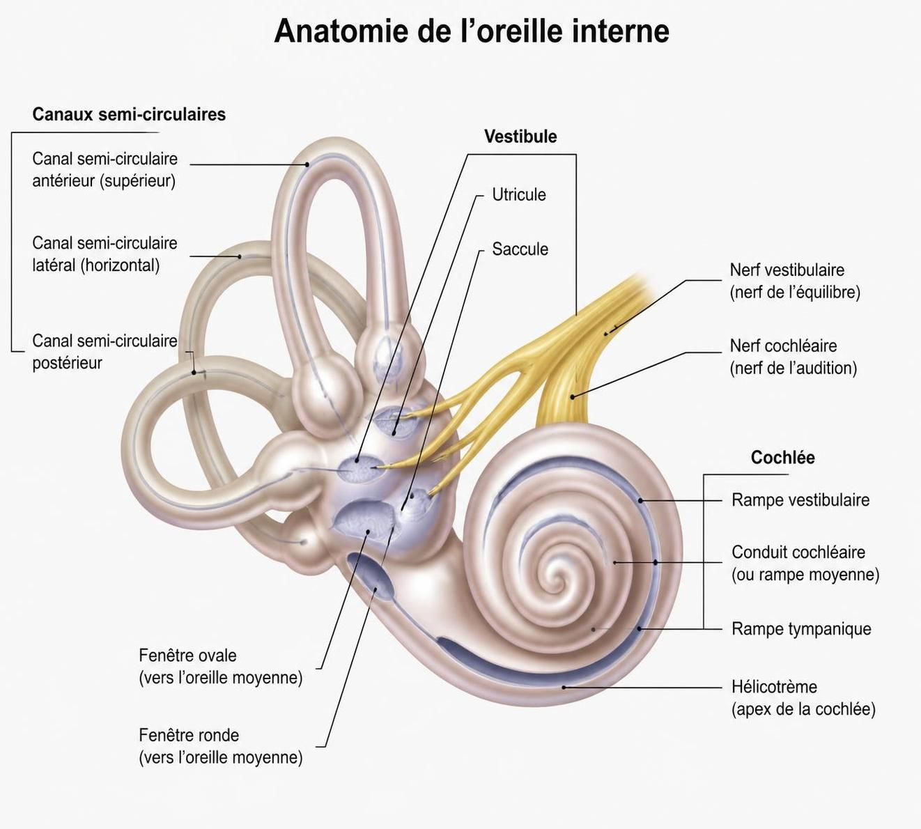 découvrez les symptômes alarmants des problèmes d’oreille interne à ne pas ignorer pour agir rapidement et préserver votre santé auditive.